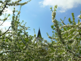 Cseresznyefa-gyűjtemény – 3. kép